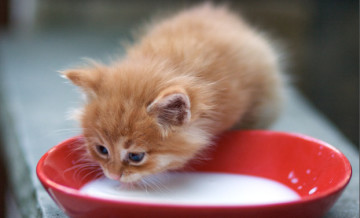 Hogyan és mit kell etetni egy cica - a születéstől a 4 hónap - a macska a megfelelő táplálkozás és