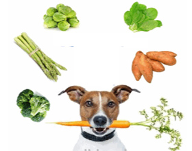 Milyen zöldségeket lehet adni a kutyának, és mit nem, minden a kutyák