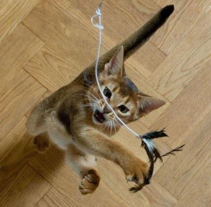Hogyan kell játszani a macska ház, macska megjegyzi egy tapasztalt állatorvos