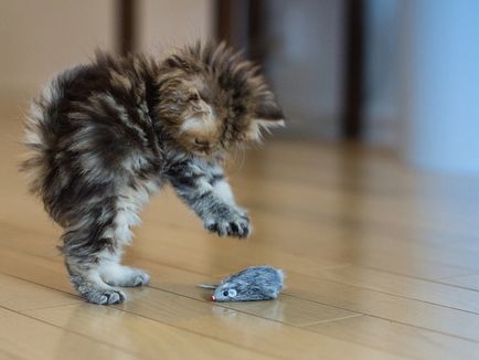 Hogyan kell játszani a macska ház, macska megjegyzi egy tapasztalt állatorvos