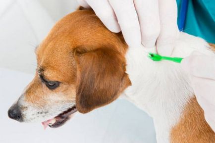 Hogyan talál egy atka parazita a kutyák tünetei