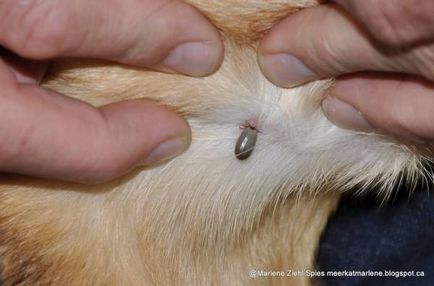 Hogyan talál egy atka parazita a kutyák tünetei