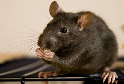 Milyen szaga félnek az egerek és patkányok szól illatos védelmet rágcsálók ellen
