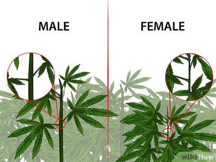 Hogyan lehet azonosítani a férfi és a női marihuána növény