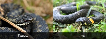 Hogyan lehet megkülönböztetni a kígyót a vipera