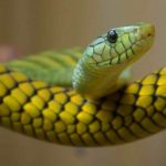 Hogyan lehet megkülönböztetni a kígyó a vipera