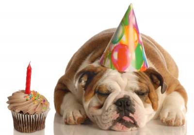 Hogyan ünneplik a születésnapját a kutya