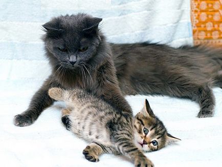 Hogyan lehet megállítani a szoptatás (tejtermelés) és macskák megelőzése tőgygyulladás háziállat