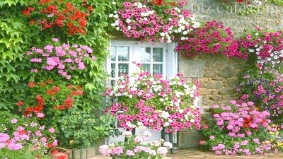 Hogyan oszlik, és rajzoljon egy szép virágos kert a ház előtt az ország