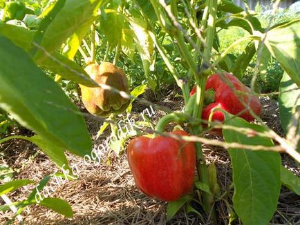 Hogyan növény paprika palántákat