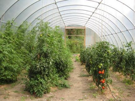 Növényi paradicsom, üvegházban ültetési polikarbonát