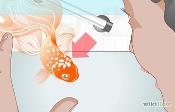 Hogyan készítsünk egy akvárium
