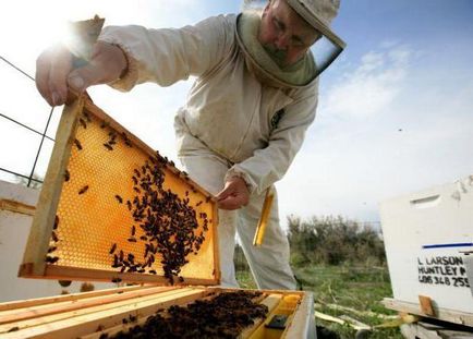 Hogyan készítsünk egy méh törzsek lépésről lépésre útmutató