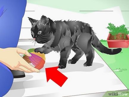 Hogyan védi a szobanövények macska-