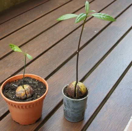 Hogyan növekszik az avokádó a kő - két már jól bevált módon