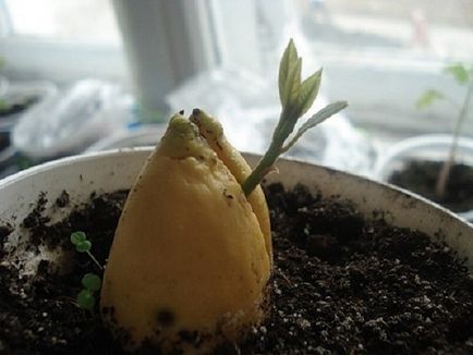 Hogyan növekszik az avokádó egy kő a haza, hogy volt a gyümölcse