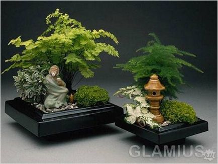 Hogyan növekszik bonsai (otthon)