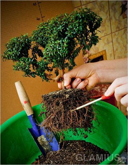 Hogyan növekszik bonsai (otthon)