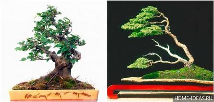 Hogyan növekszik bonsai az otthoni videó és fénykép, bonsai stílusok