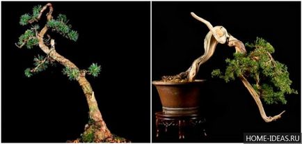 Hogyan növekszik bonsai az otthoni videó és fénykép, bonsai stílusok