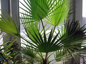 Hogyan növekszik pálmafák magról
