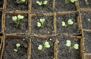 Hogyan növekszik palánták karfiol, kert, konyhakert