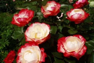 Hogyan növekszik a rózsa az országban tapasztalt kertészek tanácsadás