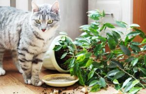 Hogyan védi a virágokat a macska mentés szobanövények