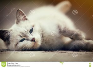 Ki volt a macskát Bulgakov A Mester és Margarita, a világ a kutyák és macskák (macska) Ki volt a macskát Bulgakov A Mester és Margarita, a világ a kutyák és macskák