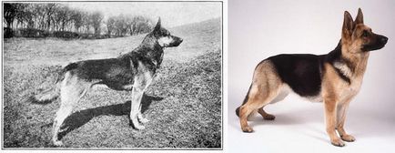 Mi hozott 100 éves „javítja” fajtatiszta kutyák - hírek képekben