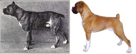 Mi hozott 100 éves „javítja” fajtatiszta kutyák - hírek képekben