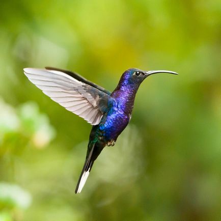 Hummingbirds, állat enciklopédia