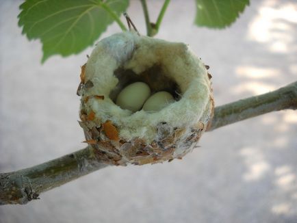 Hummingbirds, állat enciklopédia