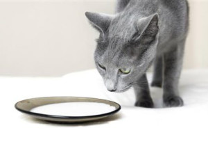 Etetés macskák természetes táplálkozás - tippek és receptek - a megfelelő táplálkozás a macska és a macska
