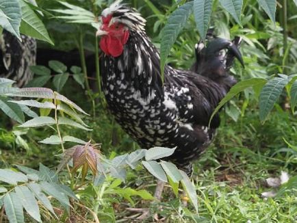 Royal fajta csirkék Kínából - a leírás fotókkal és videó