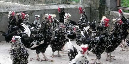 Royal fajta csirkék Kínából - a leírás fotókkal és videó
