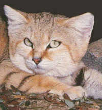 Macskák jellegű Afrika - kotohaus macskák, macska fajták, gondozása macska, macska képzés
