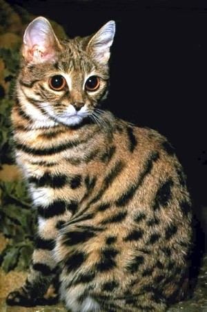 Macskák jellegű Afrika - kotohaus macskák, macska fajták, gondozása macska, macska képzés
