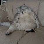 Cat nem hajlandó enni, és egy csomó súly okok és alszik egész idő alatt, vizet isznak, csak annyit kell tennie, (víz) Cat nem hajlandó enni, és egy csomó súly okok és alszik egész idő alatt, vizet isznak, csak annyit kell tennie,