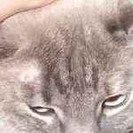 Cat nem hajlandó enni, és egy csomó súly okok és alszik egész idő alatt, vizet isznak, csak annyit kell tennie (csak) Cat nem hajlandó enni, és egy csomó súly okok és alszik egész idő alatt, vizet isznak, csak annyit kell tennie,