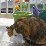 Cat nem hajlandó enni, és egy csomó súly okok és alszik egész idő alatt, vizet isznak, csak annyit kell tennie, (víz) Cat nem hajlandó enni, és egy csomó súly okok és alszik egész idő alatt, vizet isznak, csak annyit kell tennie,