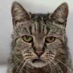 Cat nem hajlandó enni, és egy csomó súly okok és alszik egész idő alatt, vizet isznak, csak annyit kell tennie, (megtagadja) Cat nem hajlandó enni, és egy csomó súly okok és alszik egész idő alatt, vizet isznak, csak annyit kell tennie,
