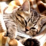 Cat nem hajlandó enni, és egy csomó súly okok és alszik egész idő alatt, vizet isznak, csak annyit kell tennie, (italok) Cat nem hajlandó enni, és egy csomó súly okok és alszik egész idő alatt, vizet isznak, csak annyit kell tennie,