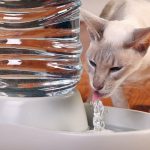 Cat nem hajlandó enni, és egy csomó súly okok és alszik egész idő alatt, vizet isznak, csak annyit kell tennie,