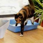 Cat nem hajlandó enni, és egy csomó súly okok és alszik egész idő alatt, vizet isznak, csak annyit kell tennie, (italok) Cat nem hajlandó enni, és egy csomó súly okok és alszik egész idő alatt, vizet isznak, csak annyit kell tennie,
