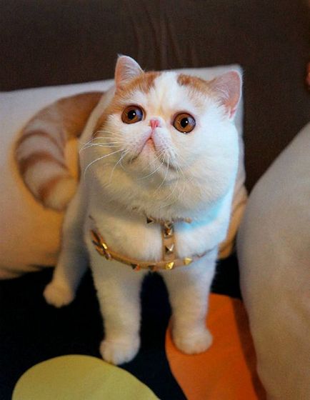 Cat Snoopy (24 fotó) kínai fajta, árak, videók - murkote körülbelül macskák és macskák