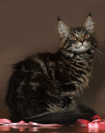 Maine Coon kiscicák