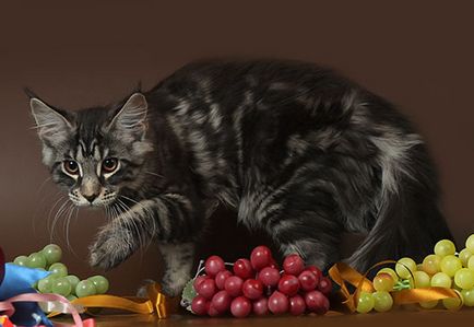 Maine Coon kiscicák