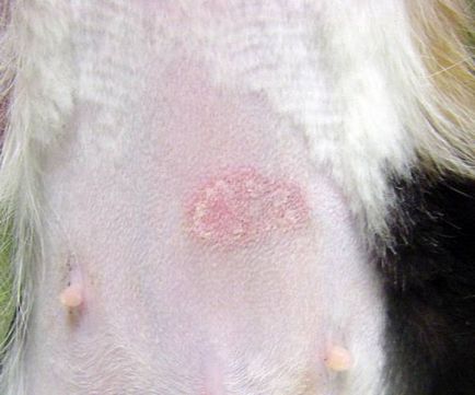 Bőrbetegségek kutyák és a főbb smptomy