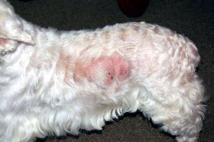 Bőrbetegségek kutyák és a főbb smptomy